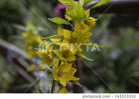 Beautiful bright yellow loosestrife flowers (Lysimachia) blooming in the summer garden, macro photography with soft natural green bokeh background, close-up nature floral detail, seasonal plant. Beautiful bright yellow loosestrife flowers (Lysimachia) blooming in the summer garden, macro photography with soft natural green bokeh background, close-up nature floral detail, seasonal plant. 141031018
