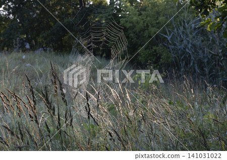 A detailed spider web hanging between wild grasses in a meadow, beautifully illuminated by the soft, warm glow of the golden hour sun. A serene and artistic nature scene capturing delicate textures. A detailed spider web hanging between wild grasses in a meadow, beautifully illuminated by the soft, warm glow of the golden hour sun. A serene and artistic nature scene capturing delicate textures. 141031022