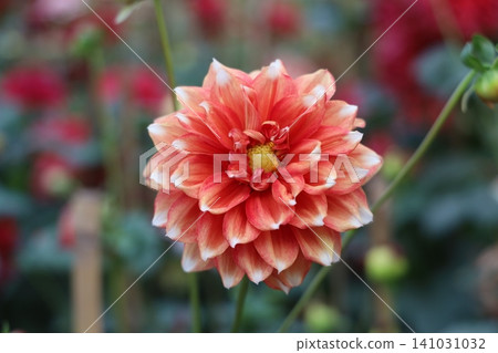 A beautiful pink dahlia flower in a lush garden with blurred background A beautiful pink dahlia flower in a lush garden with blurred background 141031032