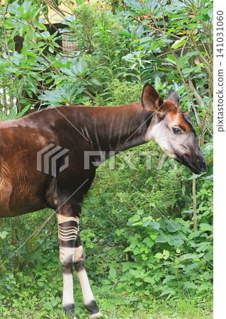 Okapi Okapi 141031060