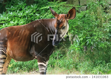 Okapi Okapi 141031063