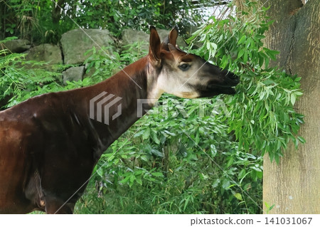 Okapi Okapi 141031067