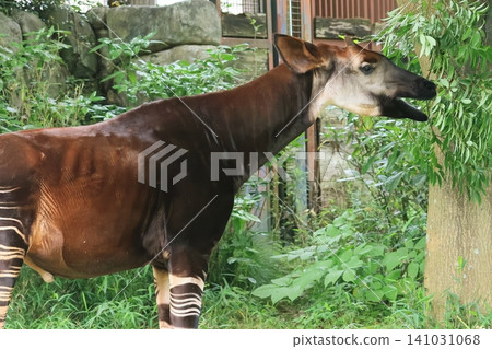 Okapi Okapi 141031068