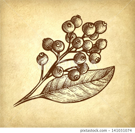Allspice branch with berries and leaf. Ink sketch  141031074