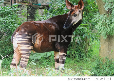 Okapi Okapi 141031081