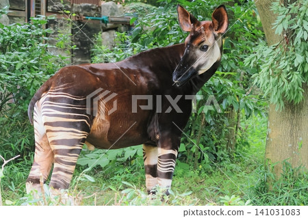 Okapi Okapi 141031083