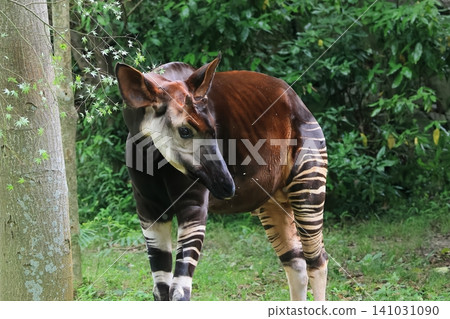 Okapi Okapi 141031090