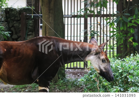 Okapi Okapi 141031093
