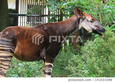 Okapi Okapi 141031096