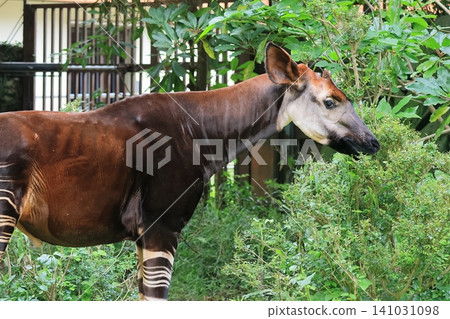 Okapi Okapi 141031098