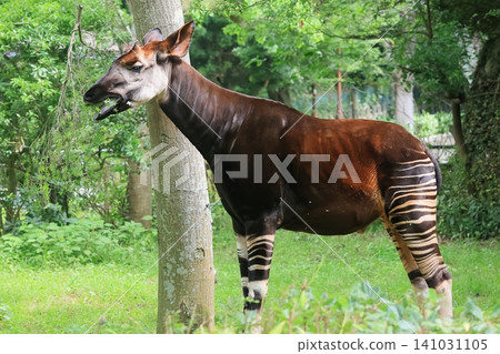 Okapi Okapi 141031105