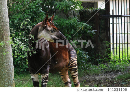 Okapi Okapi 141031106