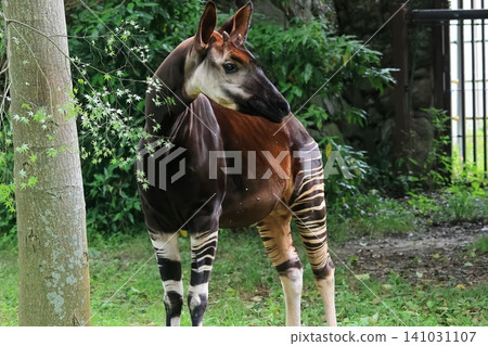 Okapi Okapi 141031107