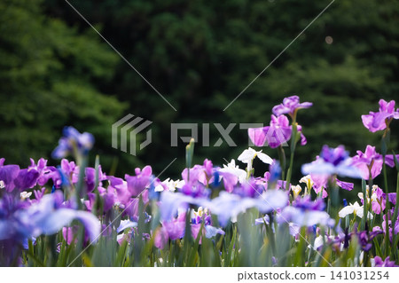 Purple and white irises blooming in the garden in early summer Purple and white irises blooming in the garden in early summer 141031254