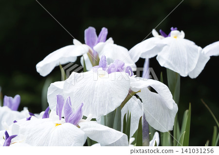 The contrast between white and purple is beautiful in these irises. The contrast between white and purple is beautiful in these irises. 141031256