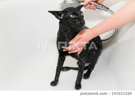 Black cat washing in bathtub Black cat washing in bathtub 141031284