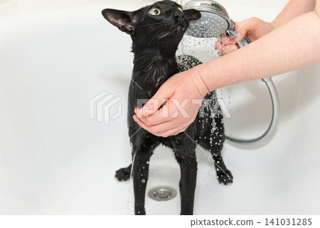 Black cat washing in bathtub Black cat washing in bathtub 141031285