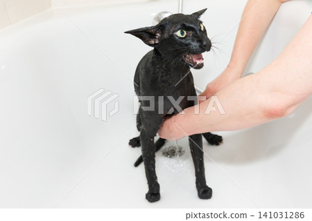 Black cat washing in bathtub 141031286