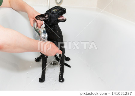 Black cat washing in bathtub Black cat washing in bathtub 141031287