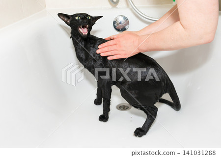 Black cat washing in bathtub 141031288
