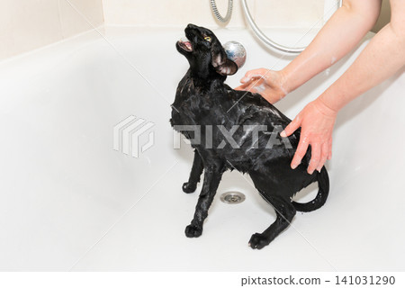 Black cat washing in bathtub Black cat washing in bathtub 141031290