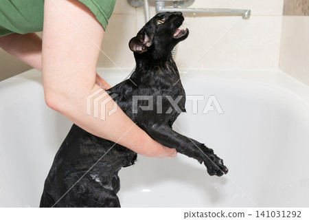 Black cat washing in bathtub Black cat washing in bathtub 141031292