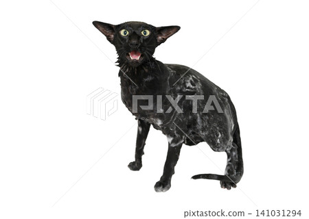 Wet black cat, black oriental cat Wet black cat, black oriental cat 141031294