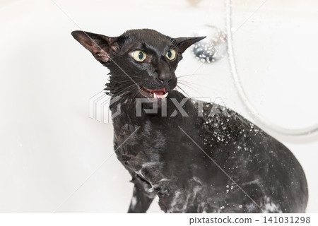Black cat washing in bathtub Black cat washing in bathtub 141031298
