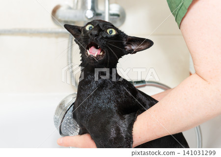 Black cat washing in bathtub Black cat washing in bathtub 141031299