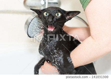 Black cat washing in bathtub Black cat washing in bathtub 141031300