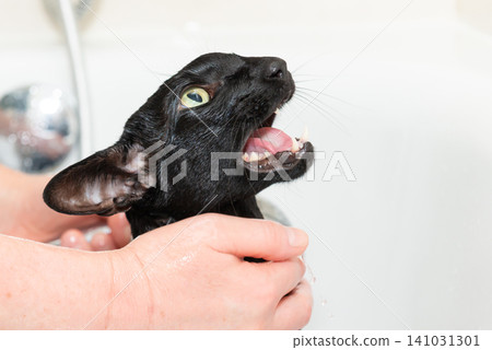 Black cat washing in bathtub Black cat washing in bathtub 141031301