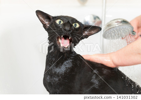 Black cat washing in bathtub Black cat washing in bathtub 141031302