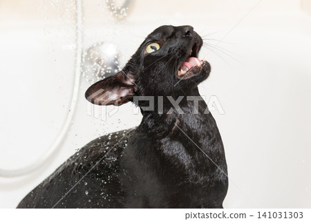 Black cat washing in bathtub Black cat washing in bathtub 141031303