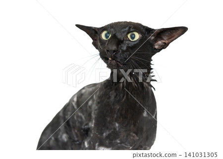 Wet black cat, black oriental cat Wet black cat, black oriental cat 141031305