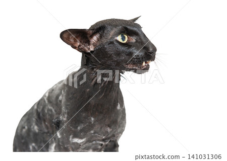 Wet black cat, black oriental cat Wet black cat, black oriental cat 141031306
