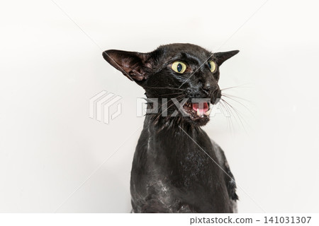 Wet black cat, black oriental cat Wet black cat, black oriental cat 141031307