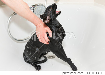 Black cat washing in bathtub Black cat washing in bathtub 141031311