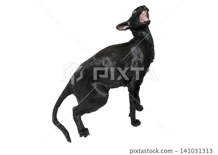 Wet black cat, black oriental cat Wet black cat, black oriental cat 141031313