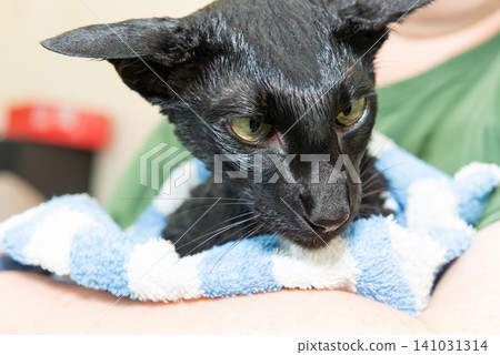 Black cat in towel after washing Black cat in towel after washing 141031314