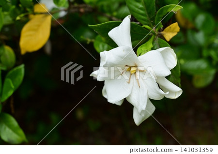 梔子花(茜草科),梔子花屬的常綠灌木。 梔子花(茜草科),梔子花屬的常綠灌木。 141031359