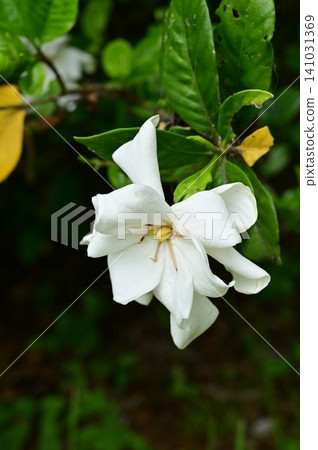 梔子花(茜草科),梔子花屬的常綠灌木。 梔子花(茜草科),梔子花屬的常綠灌木。 141031369