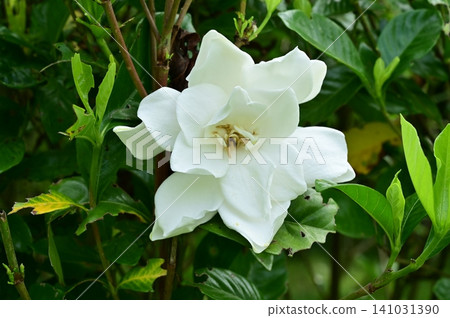 梔子花(茜草科),梔子花屬的常綠灌木。 梔子花(茜草科),梔子花屬的常綠灌木。 141031390