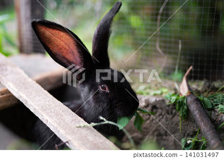 a beautiful black domestic rabbit is grazing and walking in the enclosure outdoors a beautiful black domestic rabbit is grazing and walking in the enclosure outdoors 141031497
