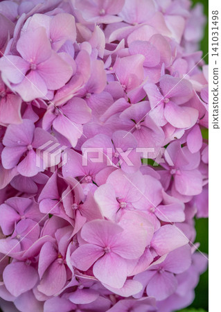 beautiful pink hydrangea flowers in the garden beautiful pink hydrangea flowers in the garden 141031498