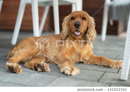 English Cocker Spaniel lying on a grey tiled floor outdoors English Cocker Spaniel lying on a grey tiled floor outdoors 141031501