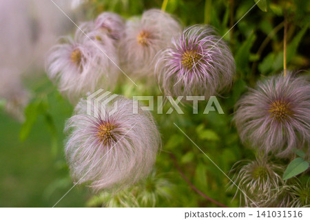 close-up of a beautiful Clematis flower in the garden close-up of a beautiful Clematis flower in the garden 141031516