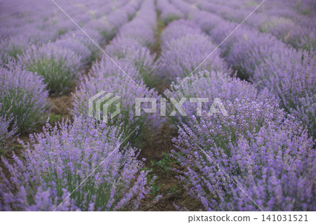 Symmetry in a blooming lavender field 141031521