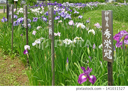 The elegant and dignified flowers of the Shueikan iris bloom beautifully in the traditional beauty of Ayame Park in Katori City, Chiba Prefecture. The elegant and dignified flowers of the Shueikan iris bloom beautifully in the traditional beauty of Ayame Park in Katori City, Chiba Prefecture. 141031527