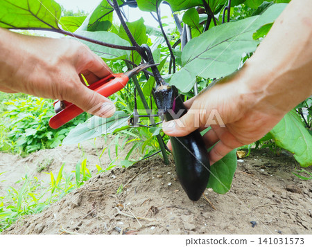 Eggplant harvesting Eggplant harvesting 141031573