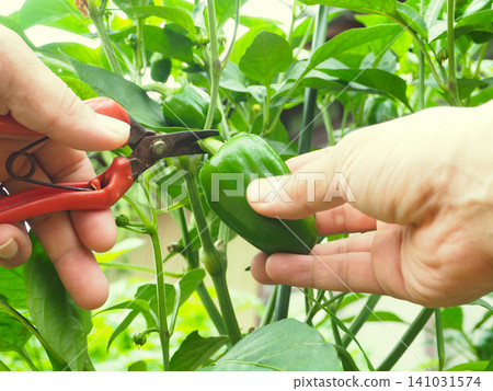 Bell pepper harvesting Bell pepper harvesting 141031574